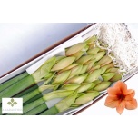 Hippeastrum Ratsuritäht Rilona