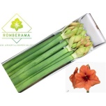 Hippeastrum Ratsuritäht Rilona