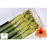 Hippeastrum Ratsuritäht Rilona