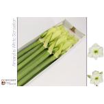 Hippeastrum Ratsuritäht White Sensation