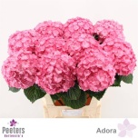 Hydrangea Hortensia Adora 80cm*5