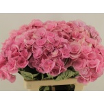 Hydrangea Hortensia Papillon 60cm*5