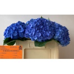 Hydrangea Hortensia Bela Blue 50cm