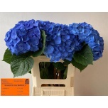 Hydrangea Hortensia Bela Blue 60cm*5