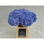 Hydrangea Hortensia Bodensee Blue 60cm*5