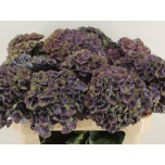 Hydrangea Hortensia Mag Charlotte Blue 75cm*5