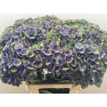 Hydrangea Hortensia Mag Charlotte Blue 80cm*5