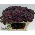 Hydrangea Hortensia Mag Charlotte Blue 80cm*5