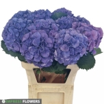 Hydrangea Hortensia Elbtal Blue 80cm*5