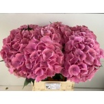Hydrangea Hortensia Elbtal Pink 80cm*5