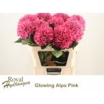 Hydrangea Hortensia Glowing Alps 70cm*5