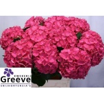 Hydrangea Hortensia Glowing Alps 80cm*5