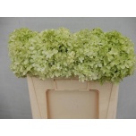 Hydrangea Hortensia Limelight 50cm*5