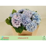 Hydrangea Hortensia Lolly Pop Blue 35cm*5