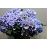 Hydrangea Hortensia Lolly Pop Blue 60cm*5
