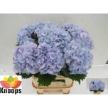 Hydrangea Hortensia Lolly Pop Blue 80cm*5