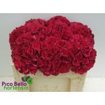 Hydrangea Hortensia Magic Rubyred 50cm