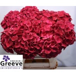 Hydrangea Hortensia Magic Rubyred 80cm*5