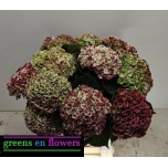 Hydrangea Hortensia Mag Revolution Classic 60cm*5