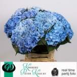 Hydrangea Hortensia Margarita Blue 60cm