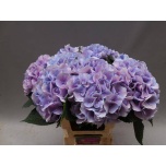Hydrangea Hortensia Marsepein Blue/Milka 60cm*5