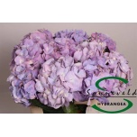 Hydrangea Hortensia Marsepein Blue/Milka 60cm*5