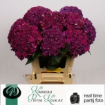 Hydrangea Hortensia Mon Amour Paars 60 cm