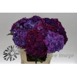 Hydrangea Hortensia Mon Amour Paars 60 cm*5