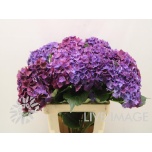 Hydrangea Hortensia Mon Amour Paars 60 cm*5