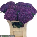 Hydrangea Hortensia Mon Amour Paars 80cm*5