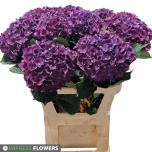 Hydrangea Hortensia Mon Amour Paars 80cm*5