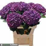 Hydrangea Hortensia Mon Amour Paars 80cm*5