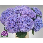 Hydrangea Hortensia My Riviera 65cm*5