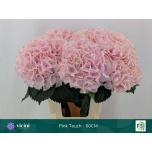 Hydrangea Hortensia My Pinktouch 60cm*5