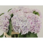 Hydrangea Hortensia  My Beautiful Pinktouch 60cm*5