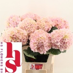 Hydrangea Hortensia My Beautiful Pink Touch 80cm