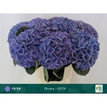 Hydrangea Hortensia My Riviera 60cm*5