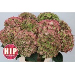 Hydrangea Hortensia Rodeo Classic 60cm