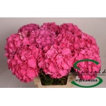 Hydrangea Hortensia Rodeo Red 60cm*5