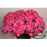 Hydrangea Hortensia Rodeo Red 60cm*5