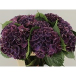 Hydrangea Hortensia Royal King 60cm*5