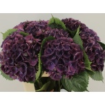 Hydrangea Hortensia Royal King 60cm*5