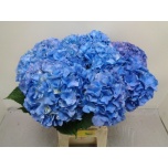 Hydrangea Hortensia Royal Parade 60cm*5