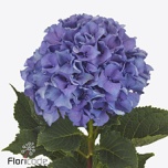 Hydrangea Hortensia Royal Parade 80cm*5