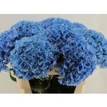 Hydrangea Hortensia Royal Parade 80cm*5
