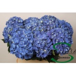 Hydrangea Hortensia Royal Parade 80cm*5