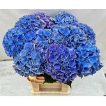 Hydrangea Hortensia Royal Parade 80cm