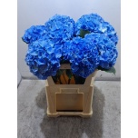 Hydrangea Hortensia Royal Parade 80cm*5