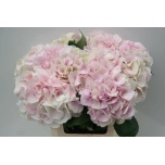 Hydrangea Hortensia Royal Surprise 60cm *5