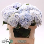 Hydrangea Hortensia Royal Surprise 80cm*5